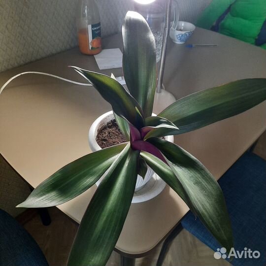 Традесканция рэо