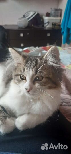Кошка в дар