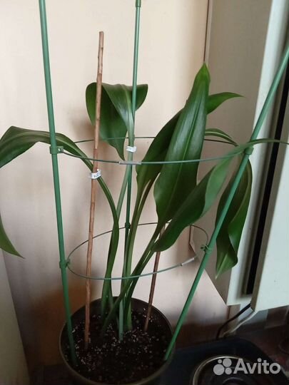 Эухарис амазонская лилия