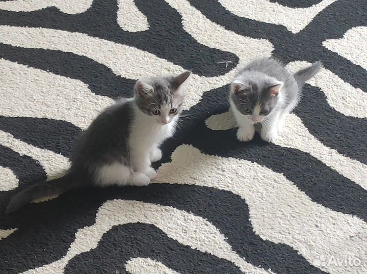 Британские котята