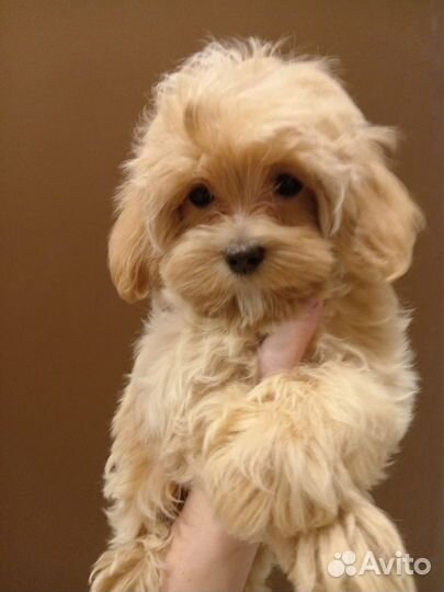 Девочка Мальтипу ф1 мини