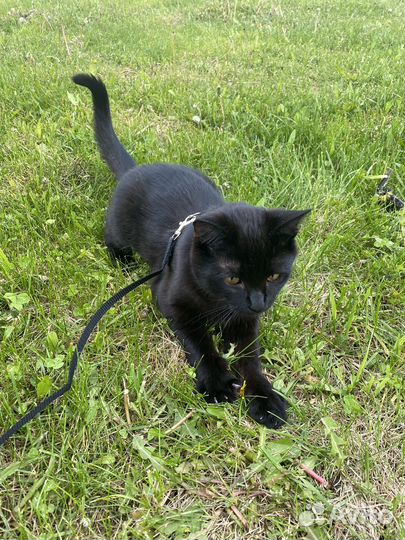 Котята бесплатно