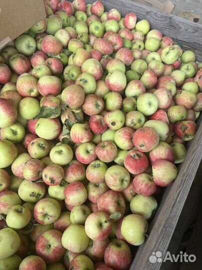 Яблоки