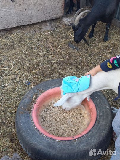 Козье молоко