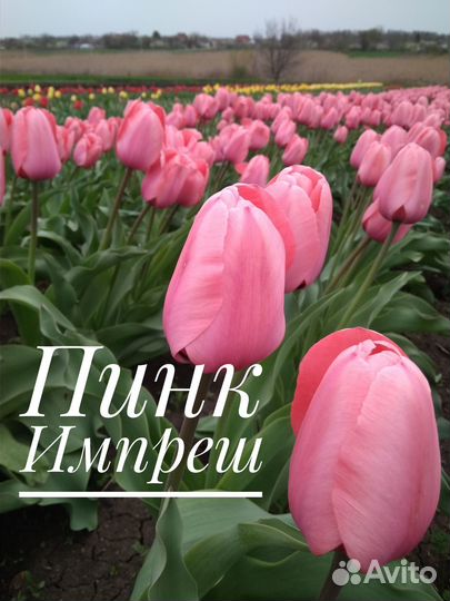Луковицы тюльпанов