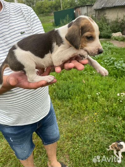 Русская пегая гончая