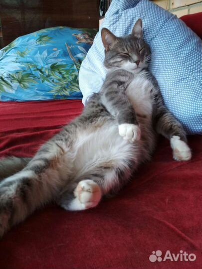 Котик в добрые руки