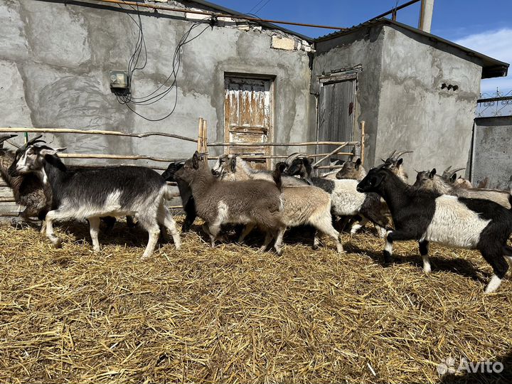 Забой скота