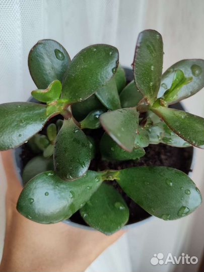 Толстянка денежное дерево