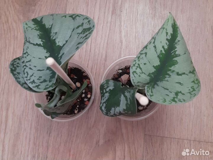 Сциндапсус/эпипремнум пиктус требе (Экзотика)