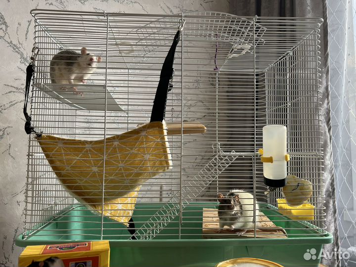 Крысы с клеткой