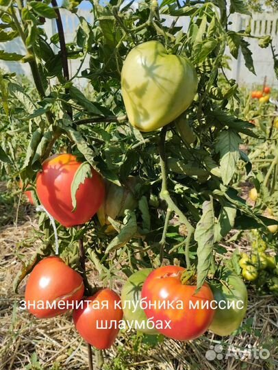 Семена томатов