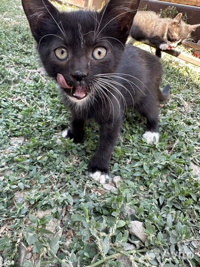 Котята в беде