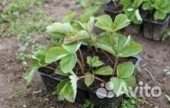 Рассада клубники круглогодичная