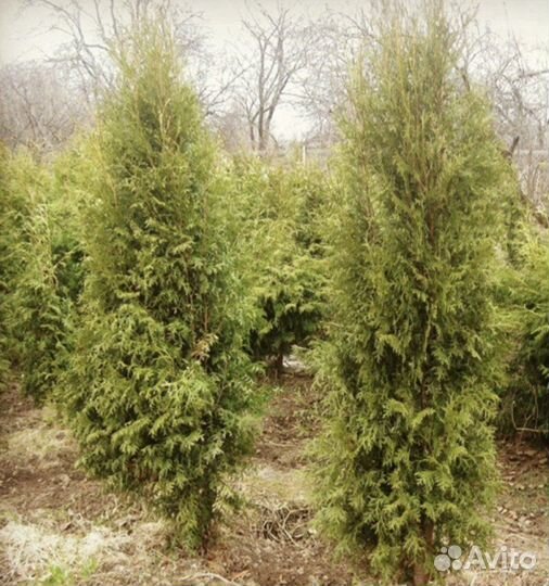 Туи Смарагд крупномер