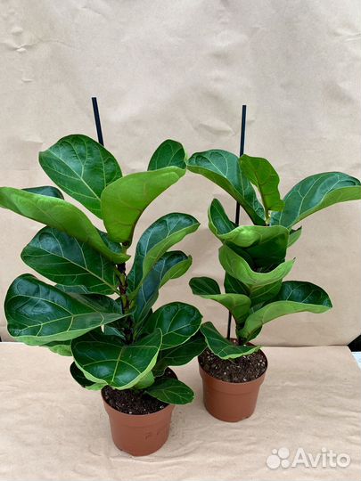 Фикус Лирата бамбино