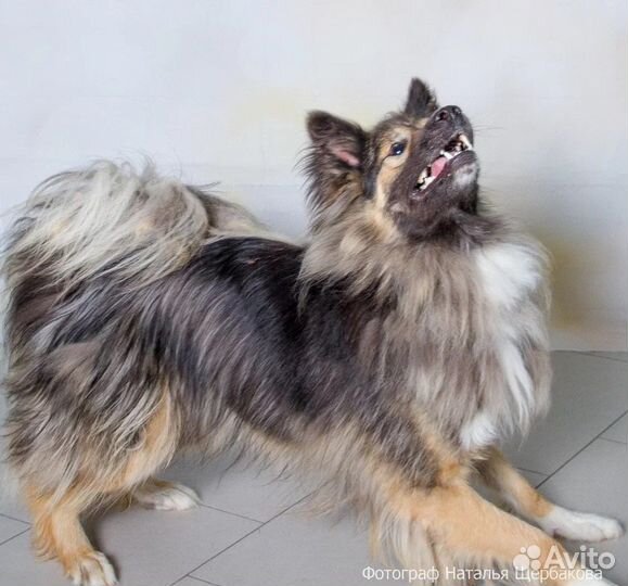 Кобель Грузин