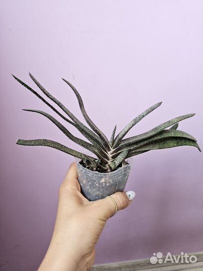 Хавортия, эхеверия, пеперомия, 