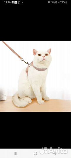 Шлейка с поводком