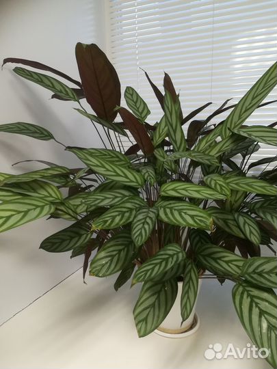 Комнатные растения