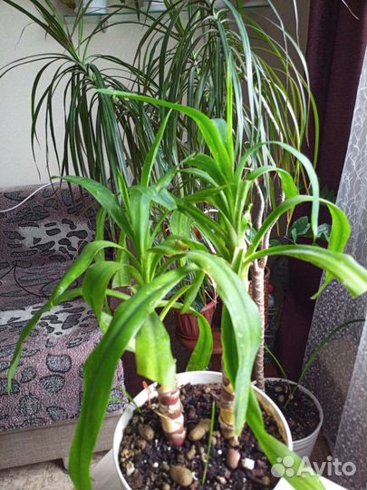 Пальма юкка