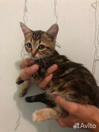 Котенок в добрые руки