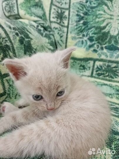 Рыжие малыши