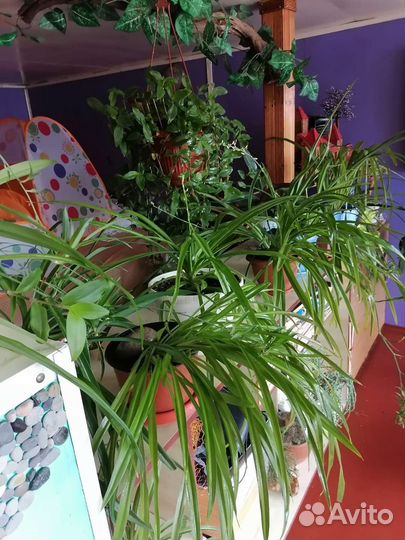 Хлорофитум