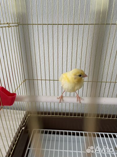 Кенар молодой