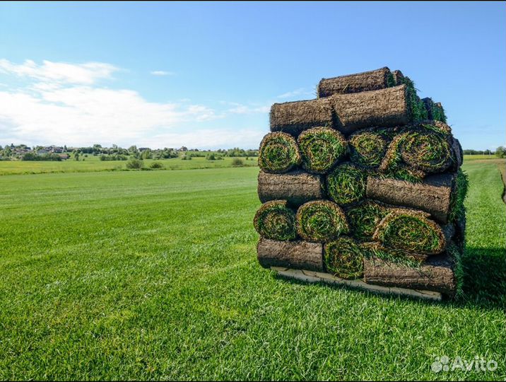 Рулонный газон стандартный под ключ