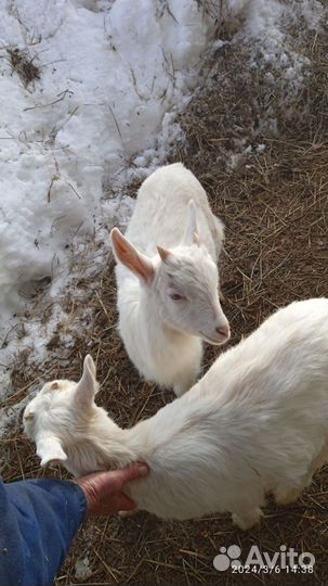 Козлята заанинско-нубийской породы