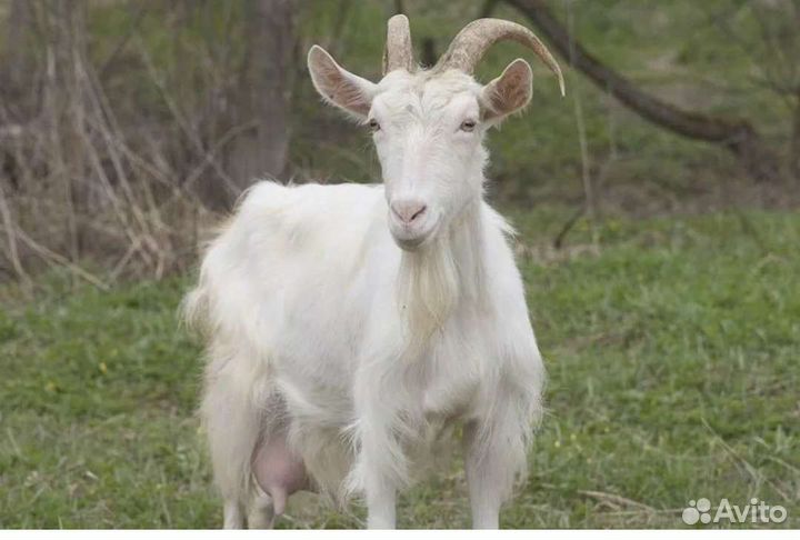Коза двойная, стельная