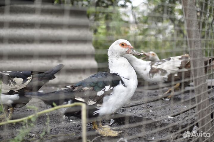 Утки индоутки