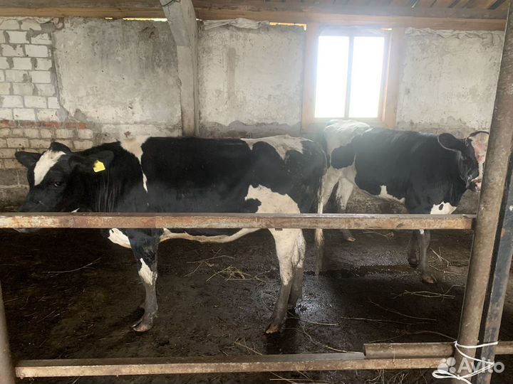 Телки на мясо