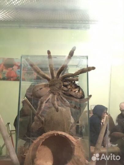 Паук птицеед