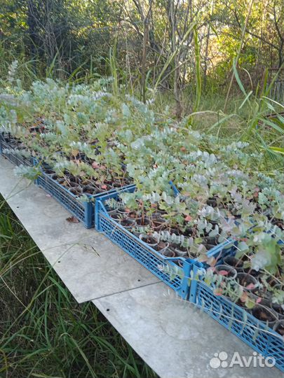 Саженцы эвкалипта