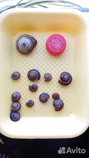 Улитки караколусы