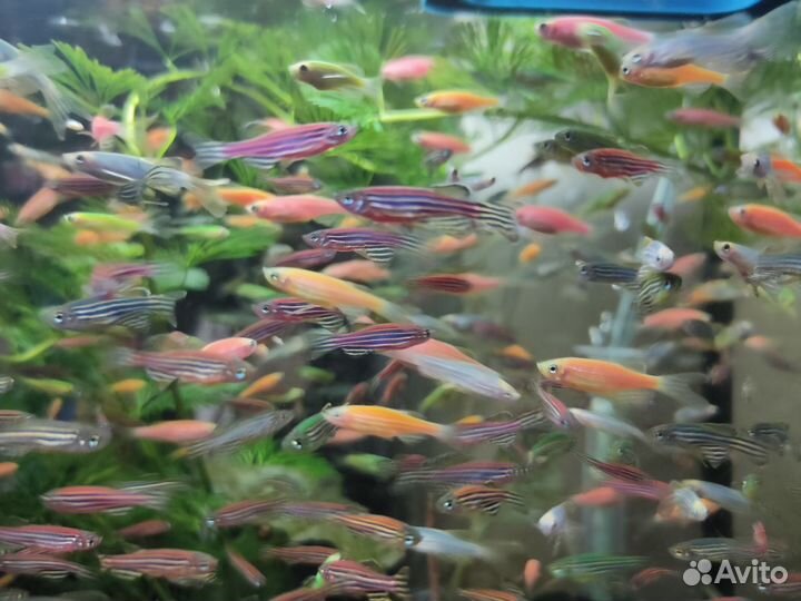 Данио/Анциструсы/Гуппи/Ампулярии