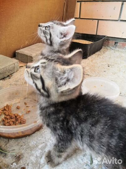 Кошки в добрые руки бесплатно