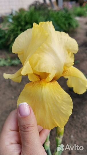 Цветы ирисы