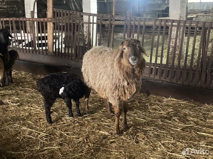 Баран, овца, ягнята, курдючные гиссары