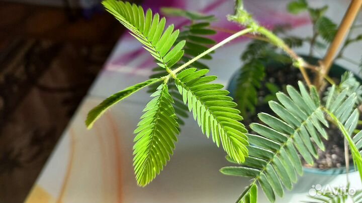 Мимоза стыдливая (недотрога)