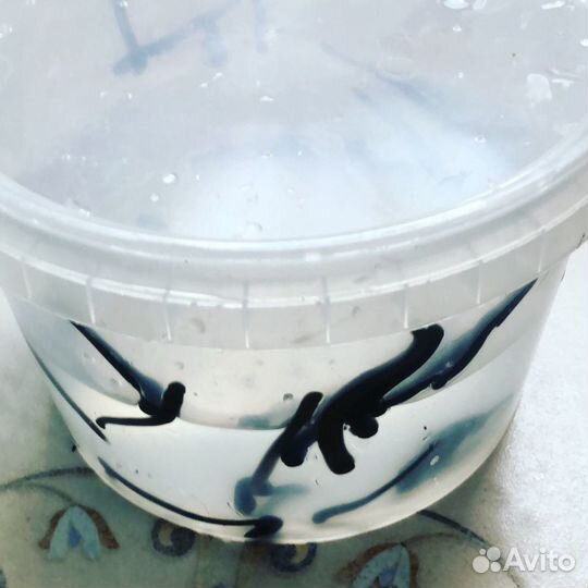Сертифицированные Пиявки