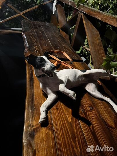 Фокстерьер