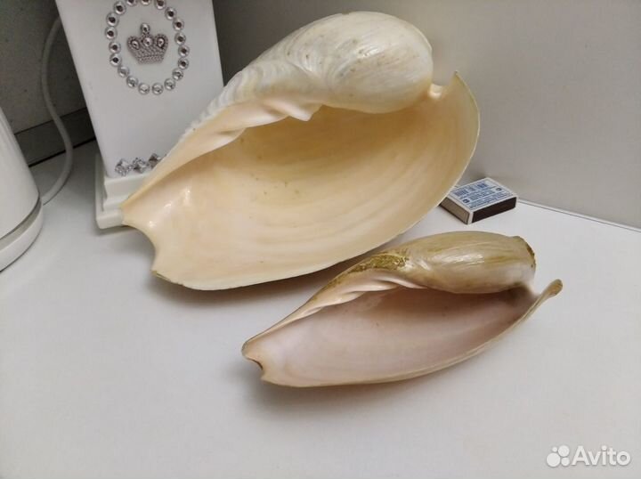 Морские раковины