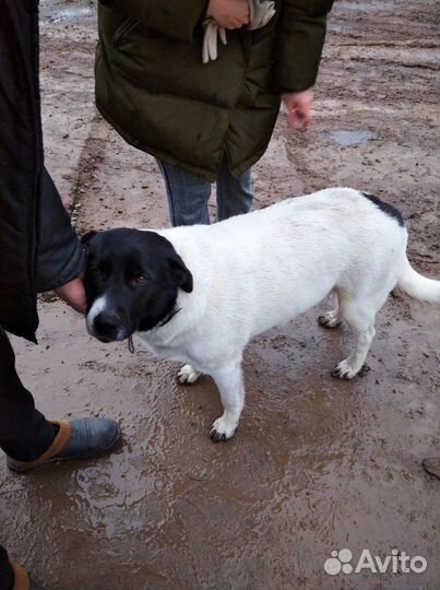 Собака стерилизованная, помесь с лабродором