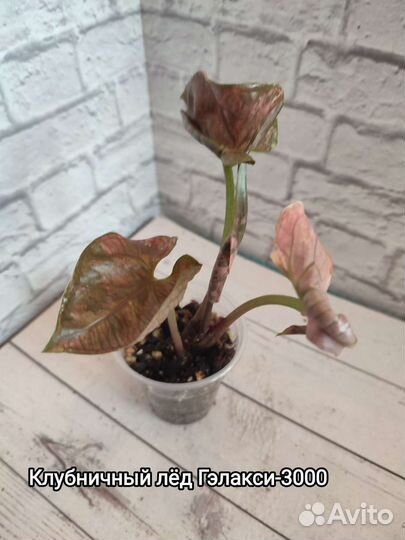 Комнатные растения