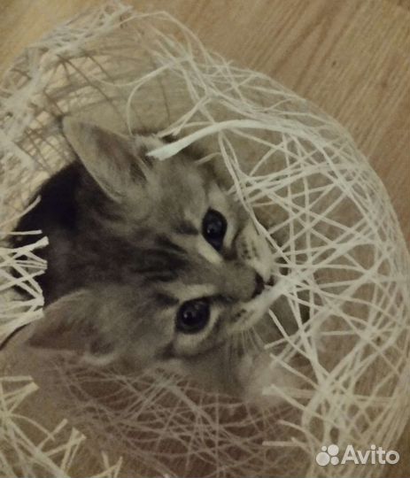 Кошка в дар бесплатно