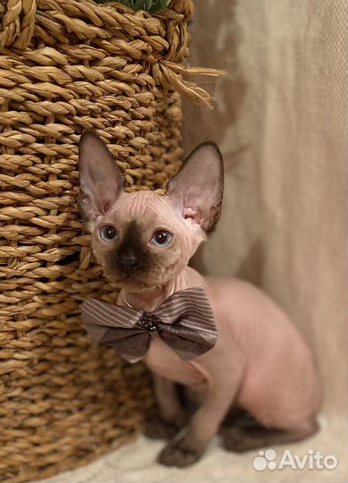 Котята Канадский Сфинкс