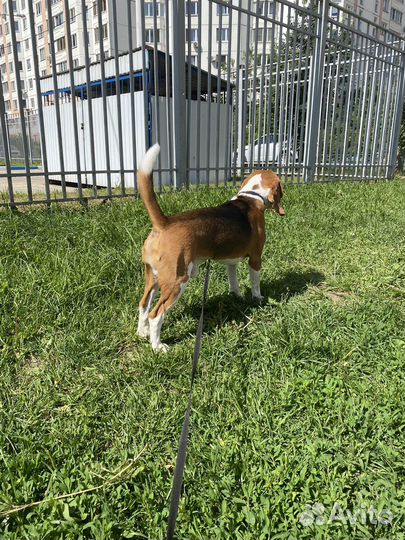 Бигль вязка